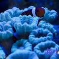 蓝色光下的珊瑚图片
