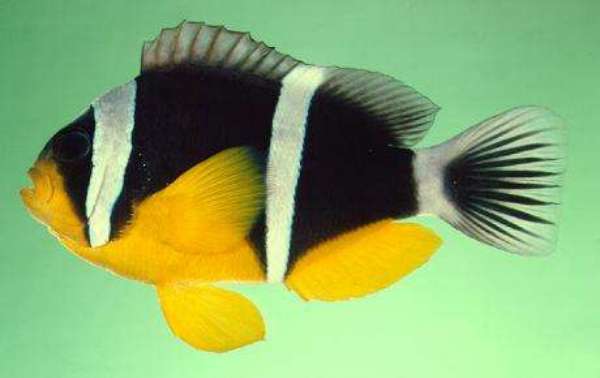 双带小丑鱼品种