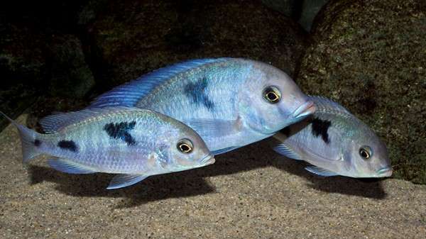 蓝茉莉 - 马鲷鱼品种 - 三湖慈鲷品种 - 三湖慈鲷