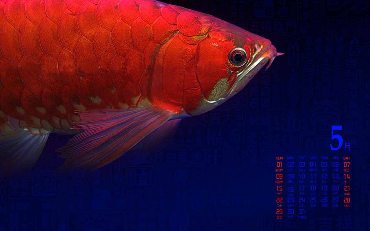2011年5月份红龙壁纸 - 龙鱼壁纸专区 - 龙鱼之巅