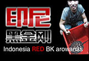 Indo red 印尼黑金刚鱼场