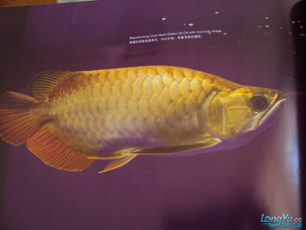 印尼神龙 部分渔场顶级龙鱼介绍 补充图片说明
