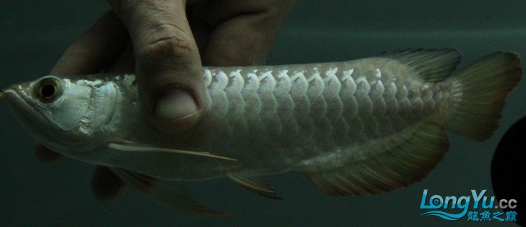 給長沙魚友張先生挑選的2只普通小高背寶石[已售] 觀賞魚百科 第2張