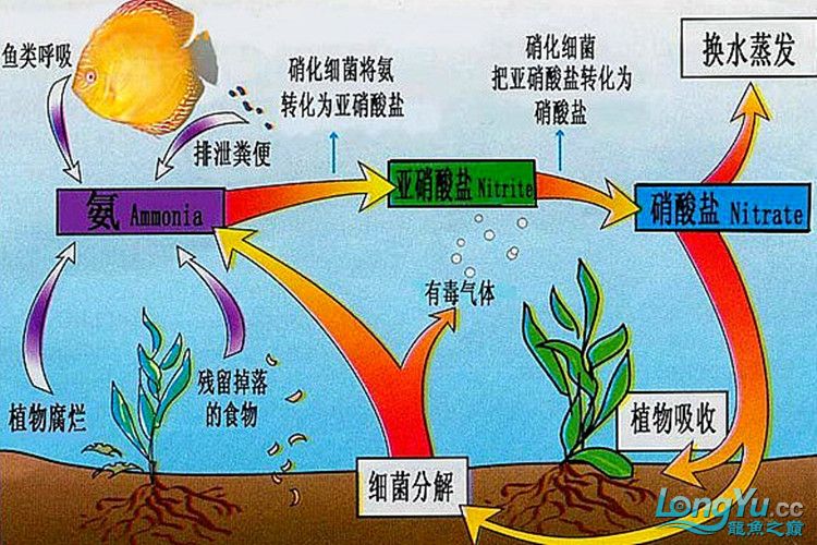 硝化细菌的认识