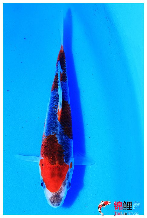 漂亮的黑五色锦鲤鱼图片分享!