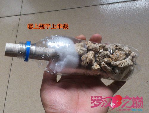 自制水妖精 鱼缸器材 龙巅罗汉鱼