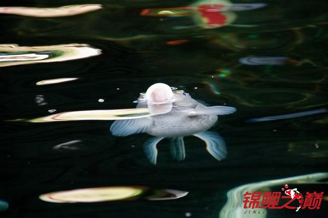 老家的比较简易的锦鲤池子和里面的各种锦鲤鱼