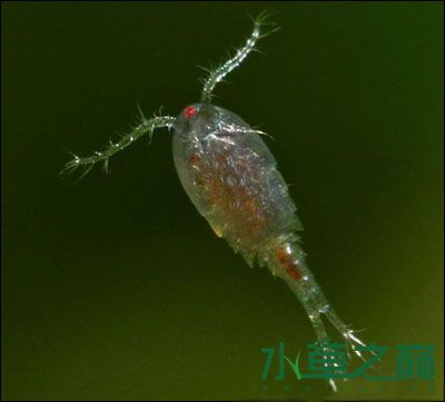 总结一下虾缸里面的那些无害的生物