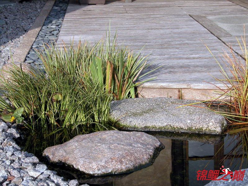 美丽的日本庭院锦鲤池