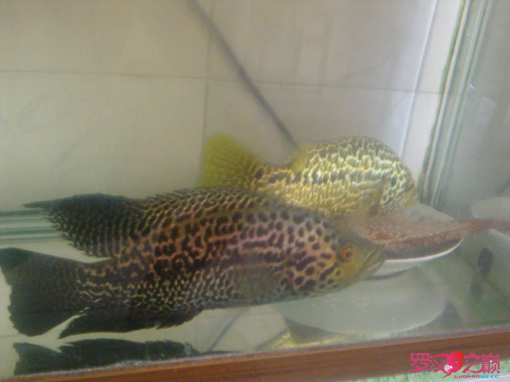 201306031037.jpg