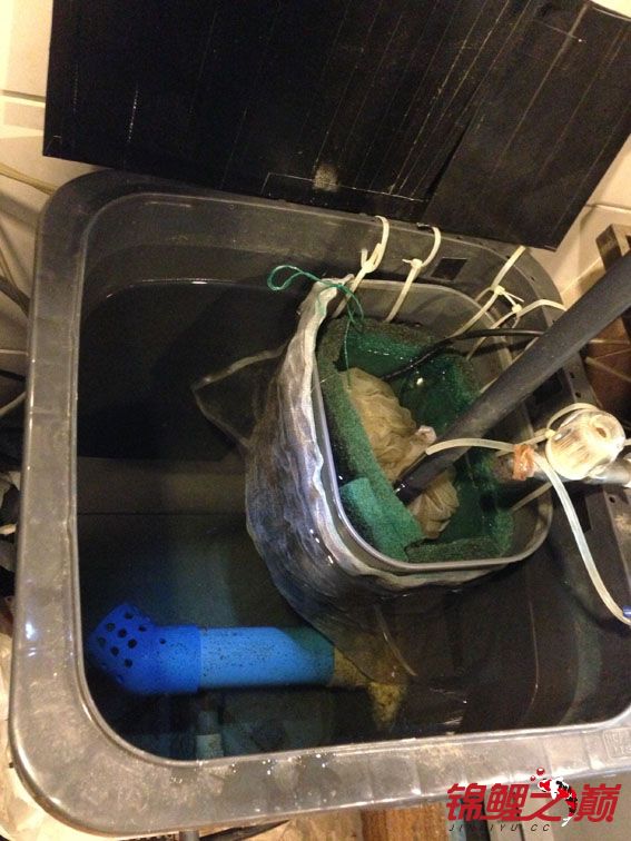 我的塑料桶跟鱼 - 鱼缸鱼池 - 龙巅锦鲤鱼