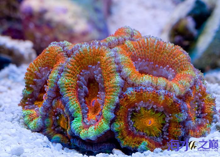 澳洲糖果脑珊瑚图片,放毒啦