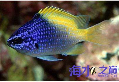 林氏光鳃鱼—chromis limbaughi