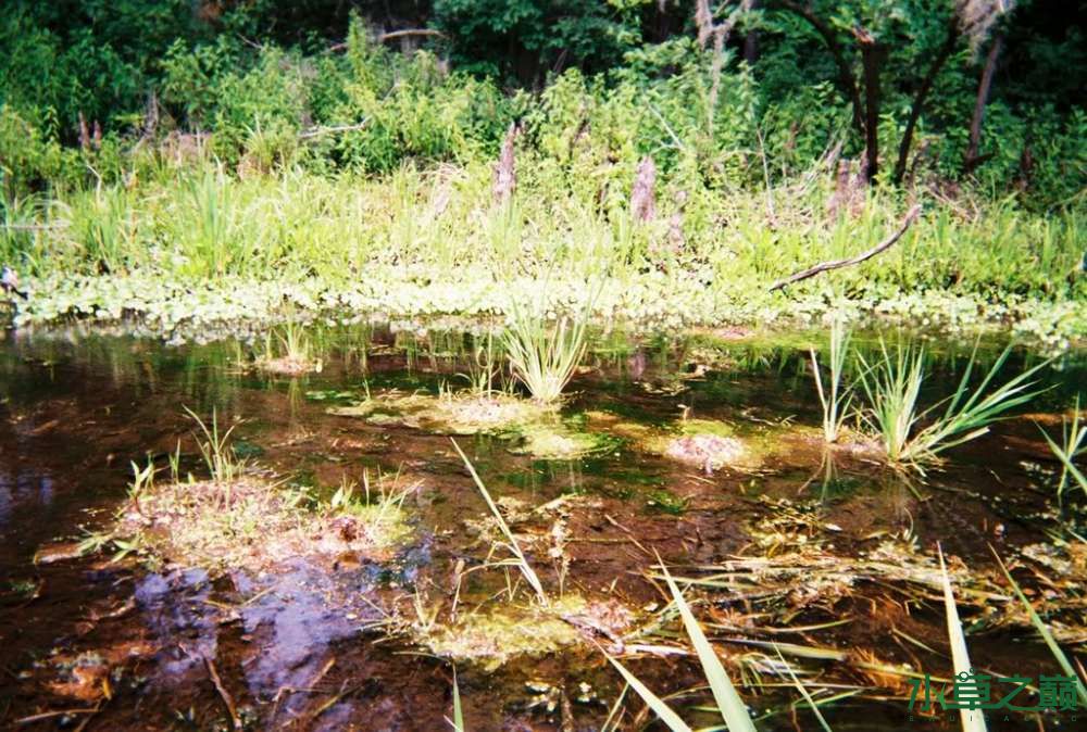 国外也流行,野采 水草玩家 龙巅水草