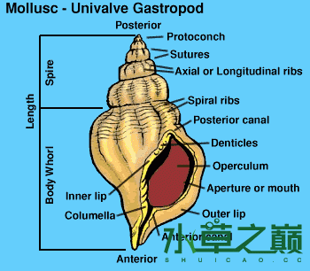 gastropod.gif
