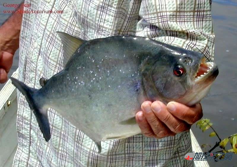 亚马逊加拉辛黑食大全(附流域)全面