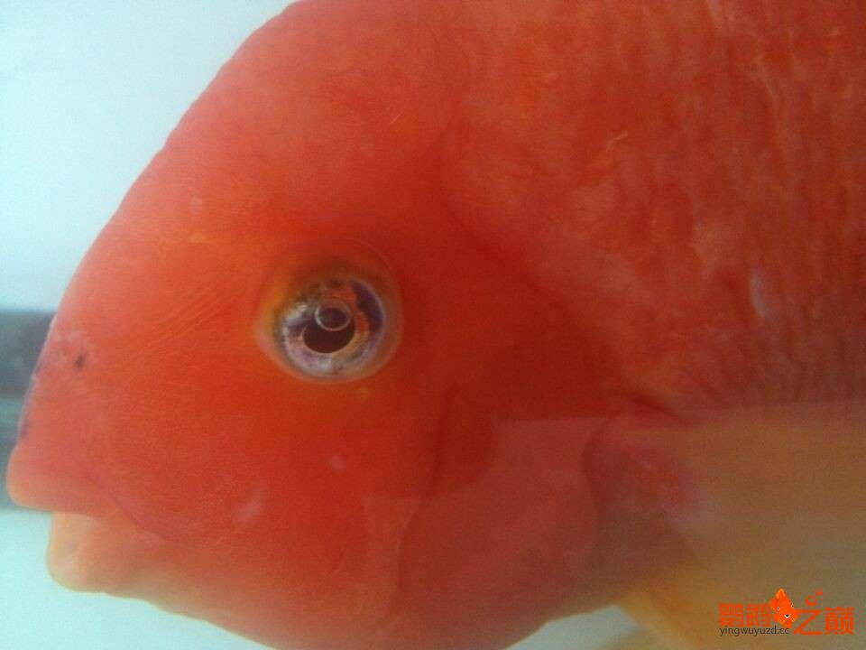 鹦鹉鱼眼睛里有气泡怎么回事