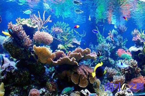 海水鱼缸珊瑚造景图