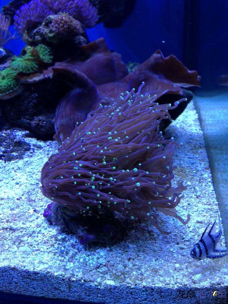 我的火柴头 - 软体珊瑚 - 龙巅海水