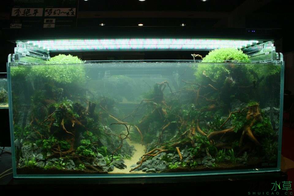 南风杯全国水族箱造景比赛 水草造景 龙巅水草