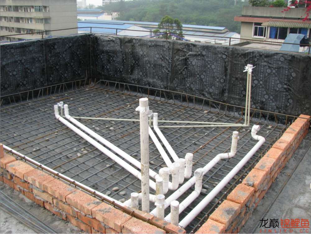 鱼池修建到水体熟化 - 鱼缸鱼池 - 龙巅锦鲤鱼