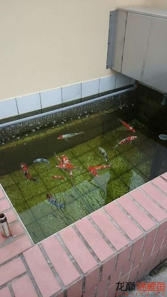 自建小型锦鲤鱼池