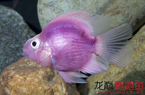 你见过蓝的,紫的鹦鹉鱼吗