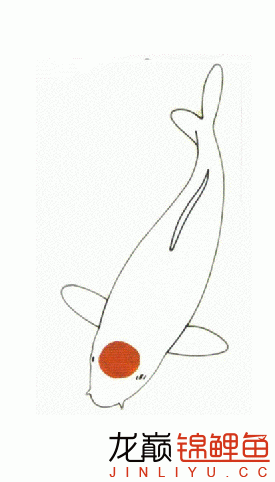 锦鲤鱼手绘图