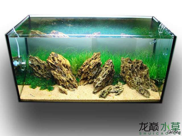 6张图向你展示简单清新的松皮石缸 水草造景 龙巅水草