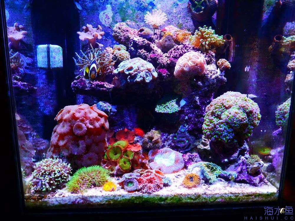 软体珊瑚缸造景 - 软体珊瑚 - 龙巅海水