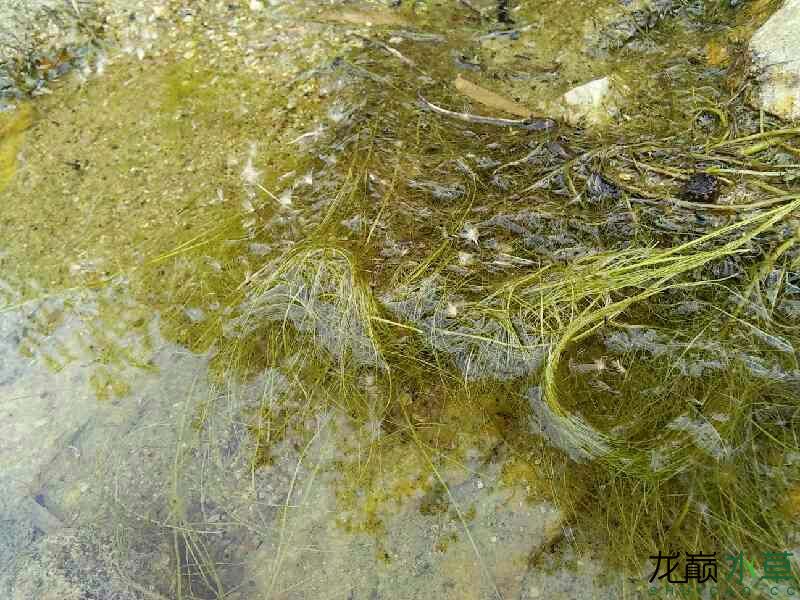 野采 求名称 水草养殖 龙巅水草