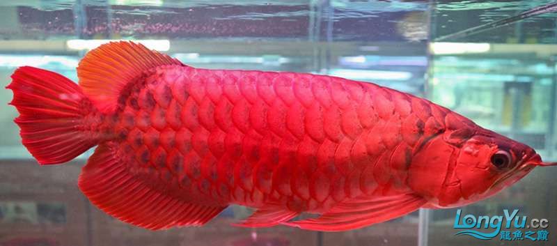 印尼红龙鱼品种图
