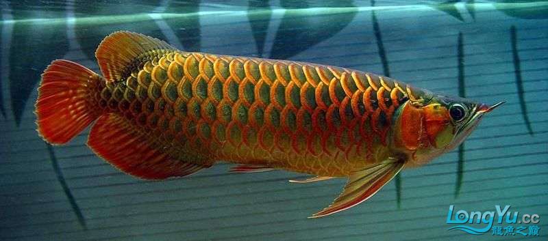 印尼红龙鱼品种图