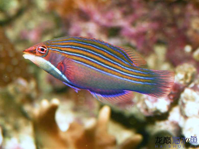 4-line-wrasse3.jpg