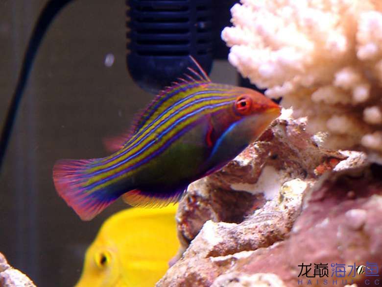 4-line-wrasse.jpg