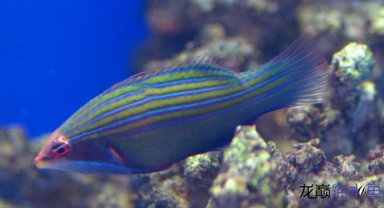 4-line-wrasse4.jpg