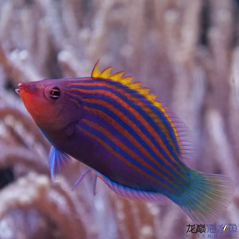 6-line-wrasse2.jpg