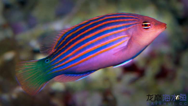 6-line-wrasse.jpg