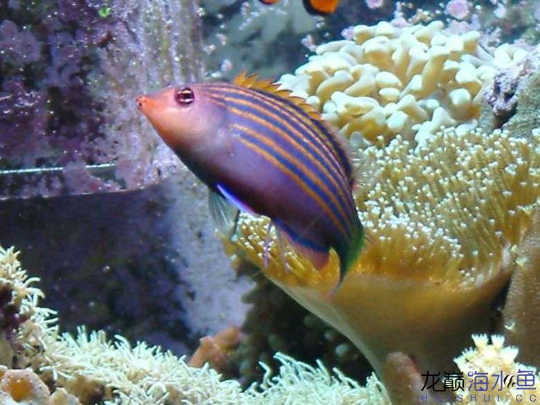 6-line-wrasse3.jpg