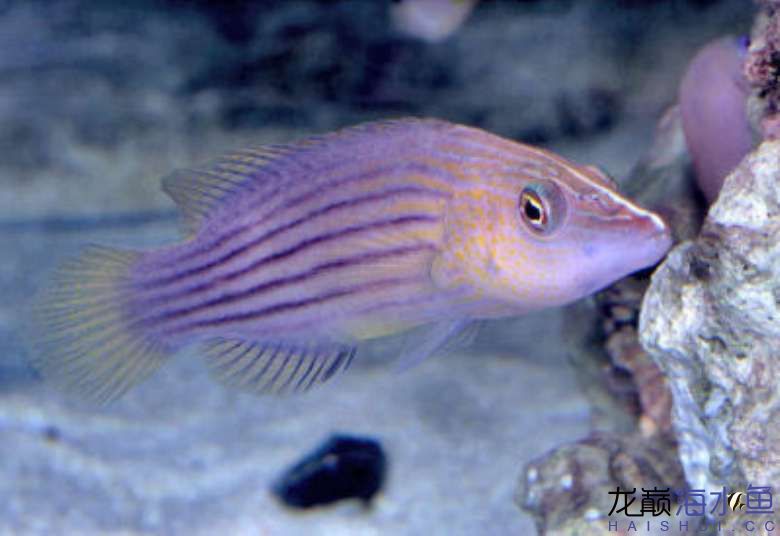 8-line-wrasse3.jpg