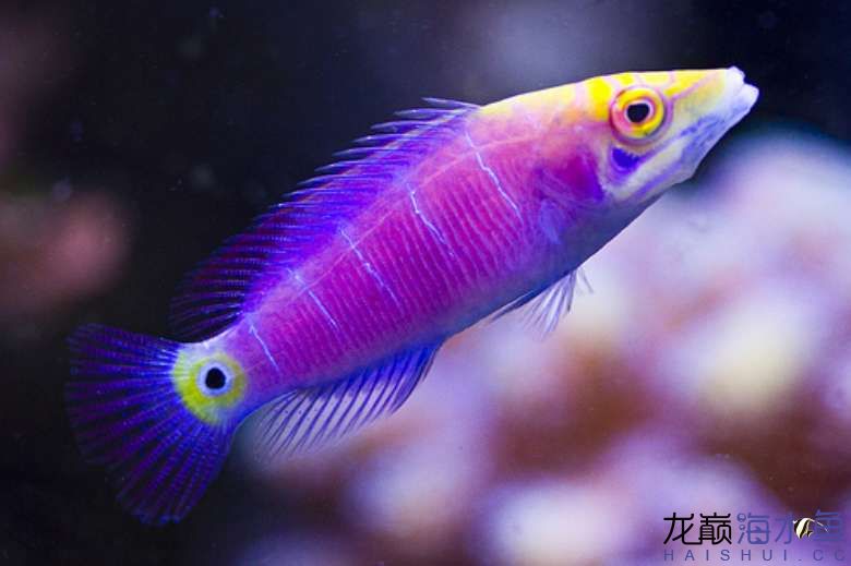 5-line-wrasse2.jpg