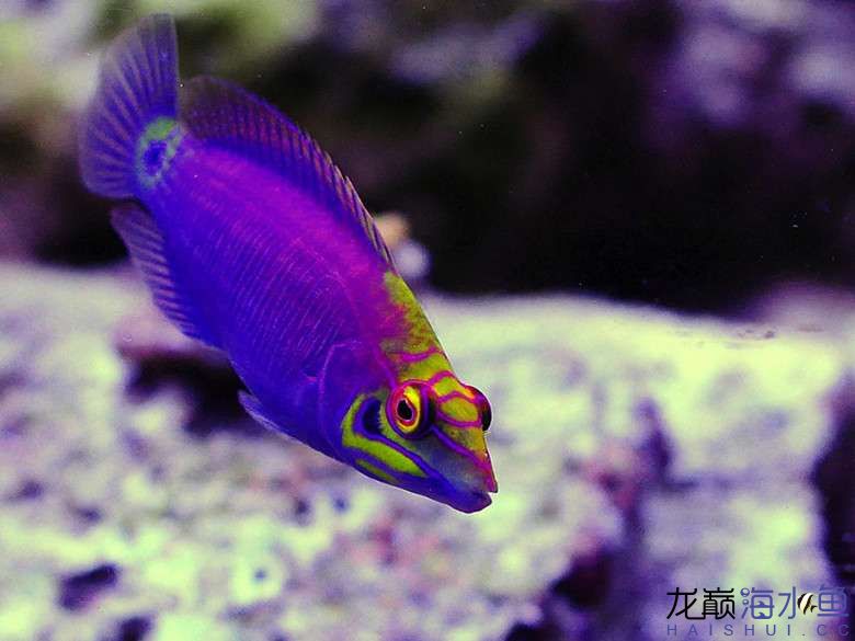 5-line-wrasse3.jpg