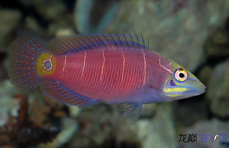 Mystery Wrasse2.jpg