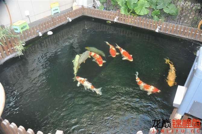 日本锦鲤鱼池图片