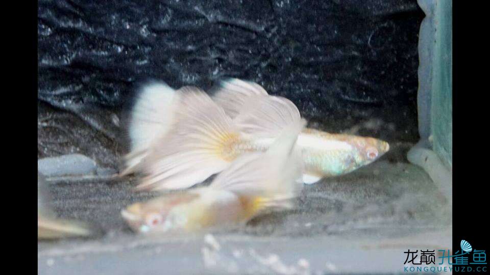 白金孔雀鱼