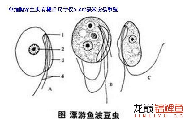 同时具备植物和动物的两种特性,所以当鱼缸里光照强时波豆虫