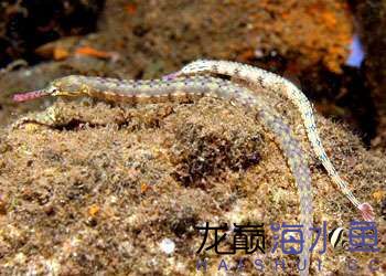 13冠海龙属:红鳍冠海龙 corythoichthys haematopterus