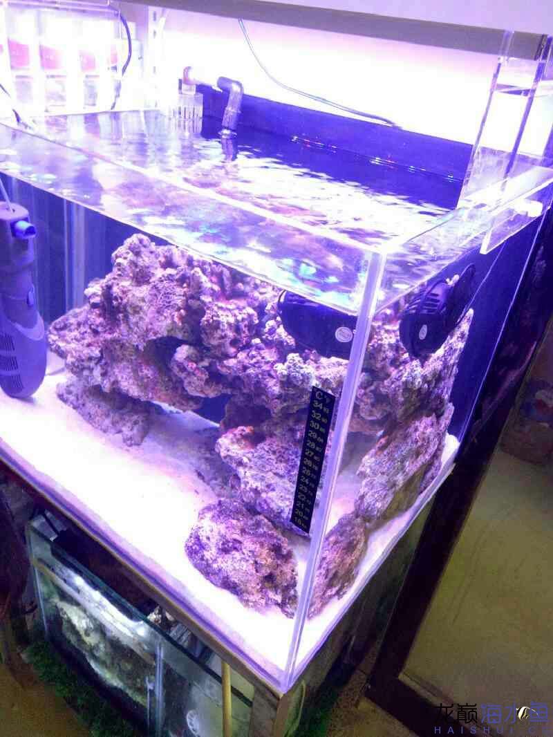 海水缸有蛋白虫