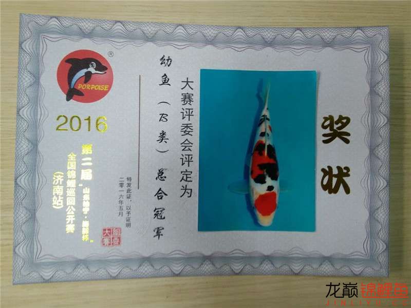 金上锦鲤2016年第二届山东柏宁海豚杯济南站圆满落幕 罗汉鱼 第11张