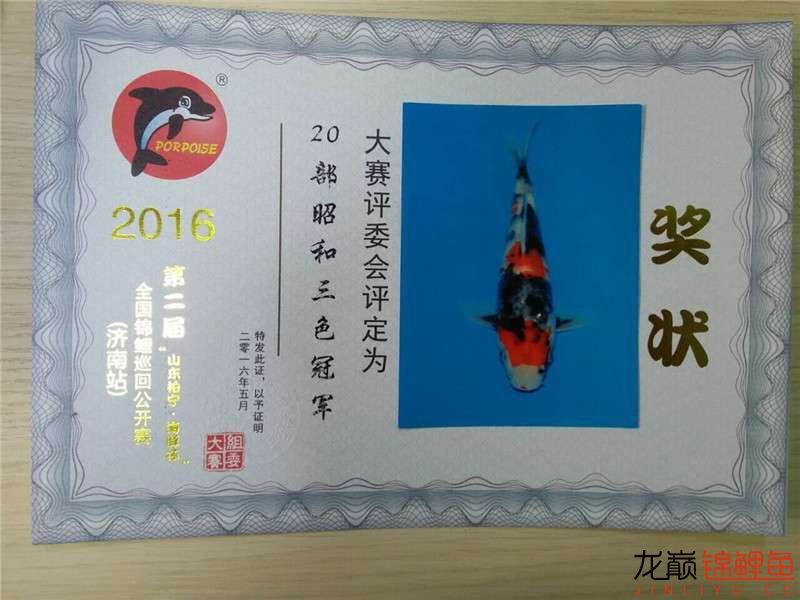 金上锦鲤2016年第二届山东柏宁海豚杯济南站圆满落幕 罗汉鱼 第26张